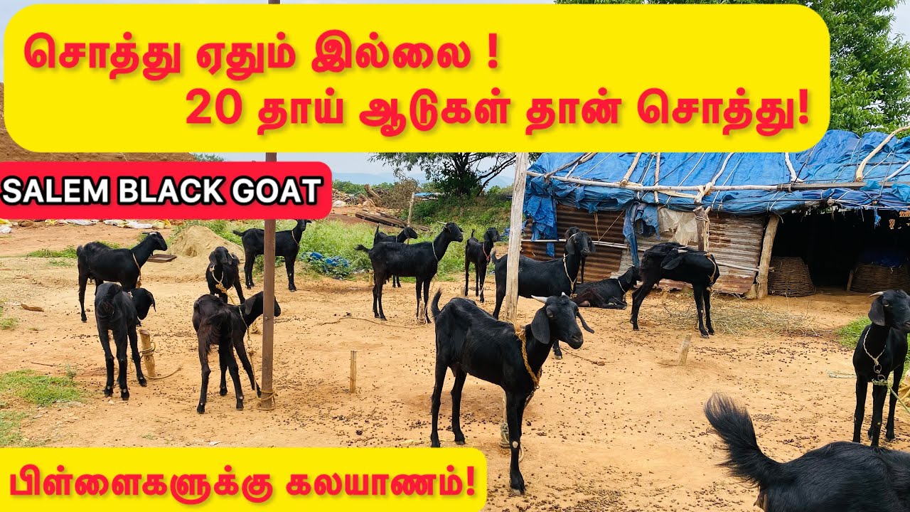 சொத்து ஏதும் இல்லை! 20 தாய் ஆடுகளே எங்கள் சொத்து! சேலம் கருப்பு ஆடுகள்!
