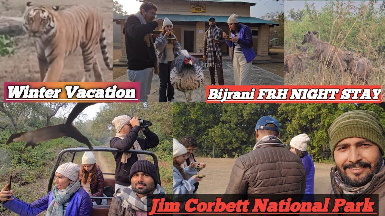 Bijrani zone night stay frh guest house ! Tiger sighting Phato Zone #wildlife #new 