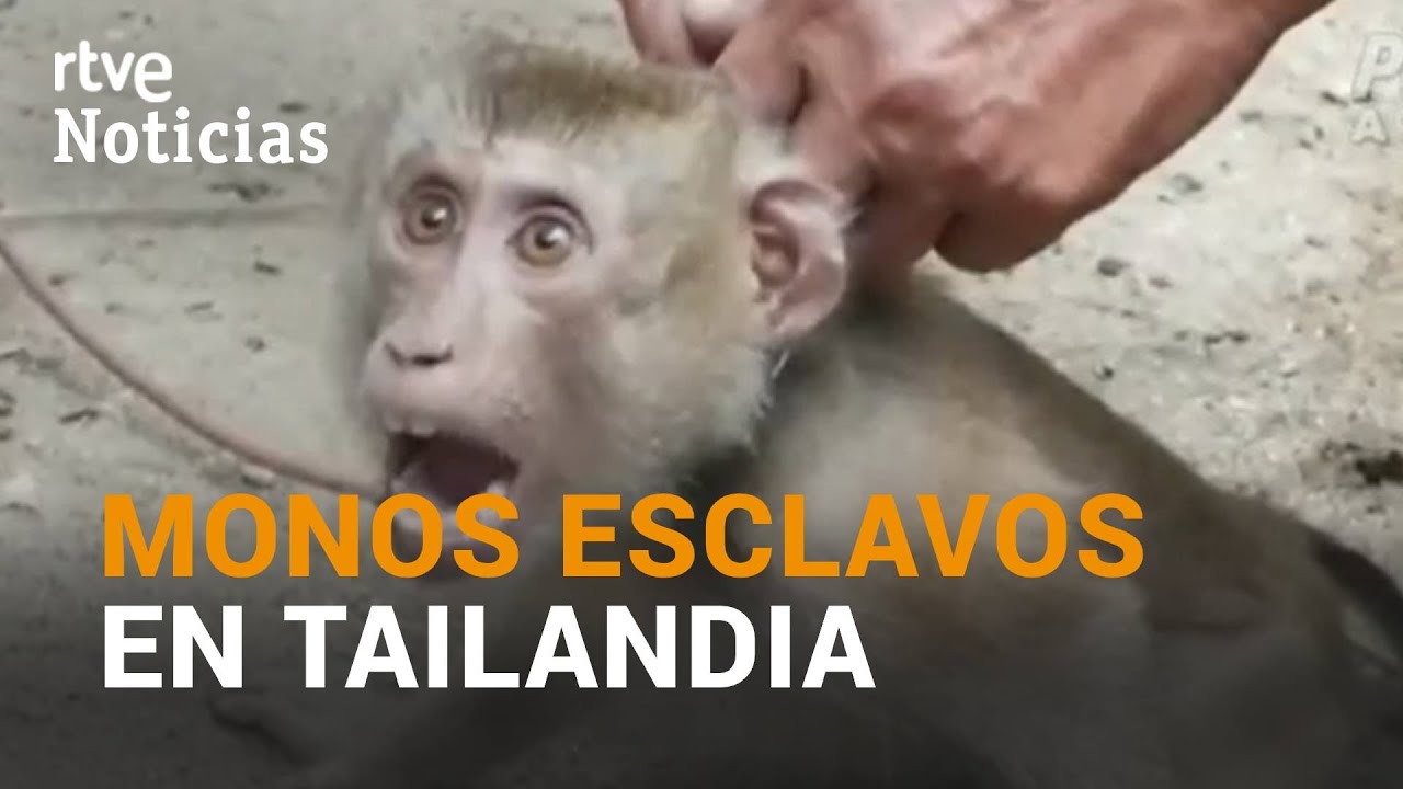PETA denuncia la ESCLAVITUD DE MONOS en la recolección de cocos en TAILANDIA | RTVE