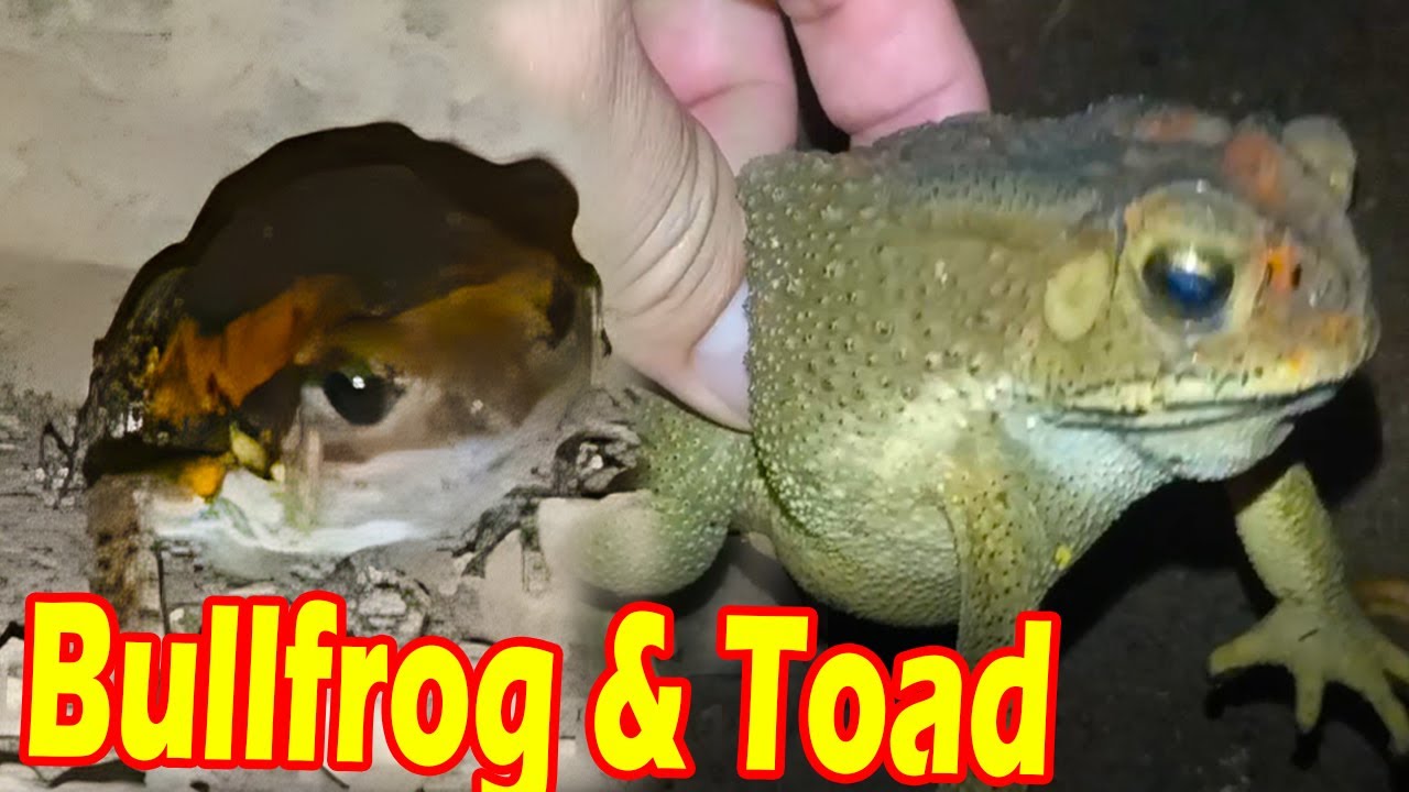 Is This a Bullfrog ? Identifying an Asian Painted bullfrog
