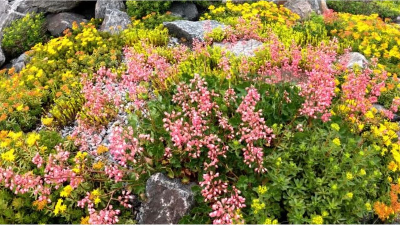 Plantes pour Rocailles : Les Orpins