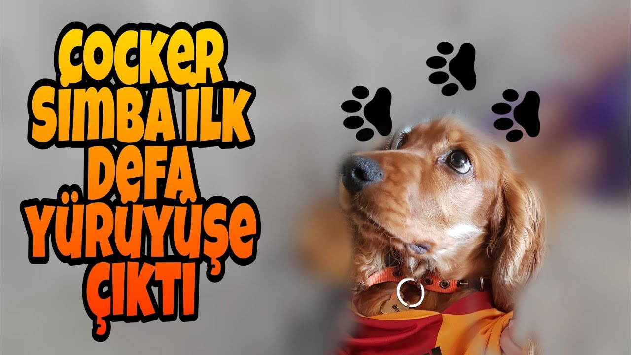 Cocker Simba ilk defa yürüyüşe çıktı... (Köpek ile ilk yürüyüş)