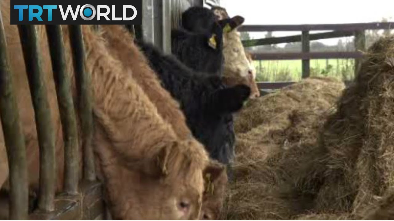 Irish Border: Farmers fear a 'hard' Brexit will hurt business