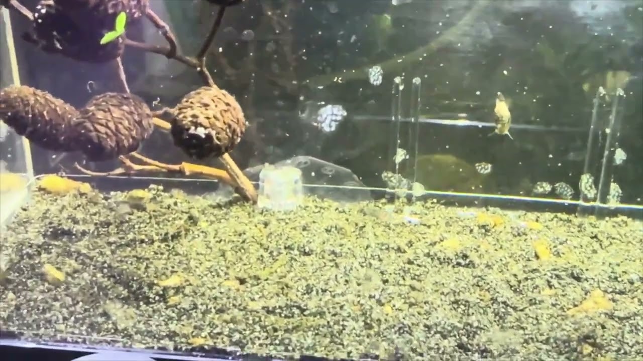 Osterogaster (Corydoras) Eques - Dreieckspanzerwelse Zucht - Vermehrung Teil 2 - reuploaded