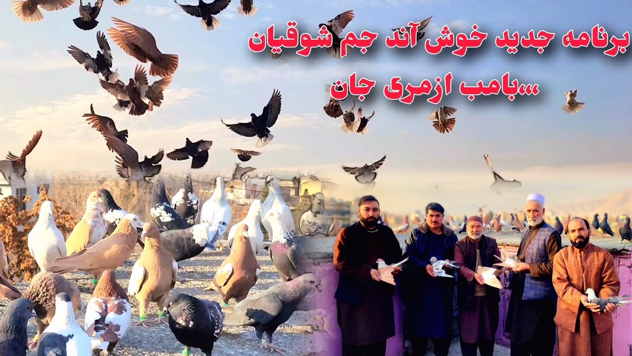 کفتر های زیبا بامب ازمری جان‌ برنامه جدید بنده باشيد، ،،،❤️✨️