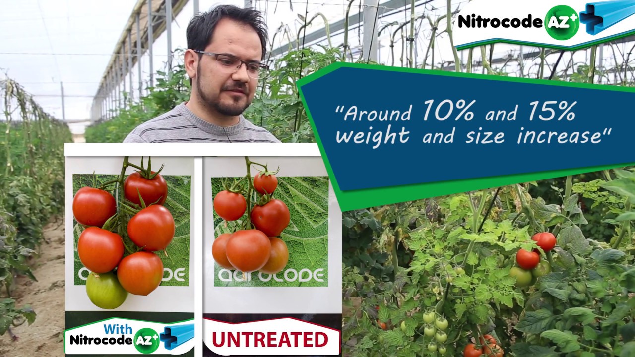 Nitrocode AZ on tomato trial | Agrocode bioscience