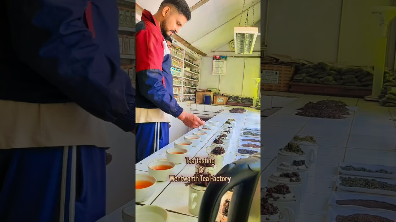 Vysakh & Rafi's Tea Tasting Adventure at Wentworth Tea Factory | Discovering White Tea's Charm