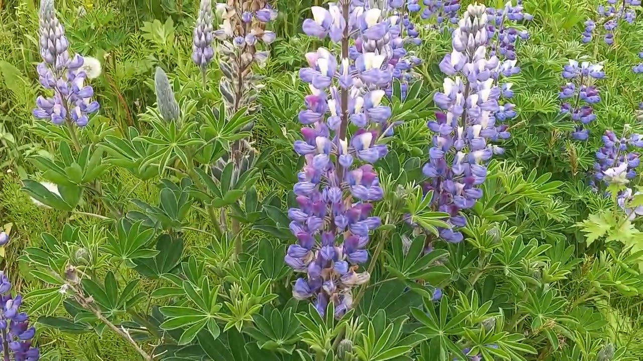 Flor de planta lupino