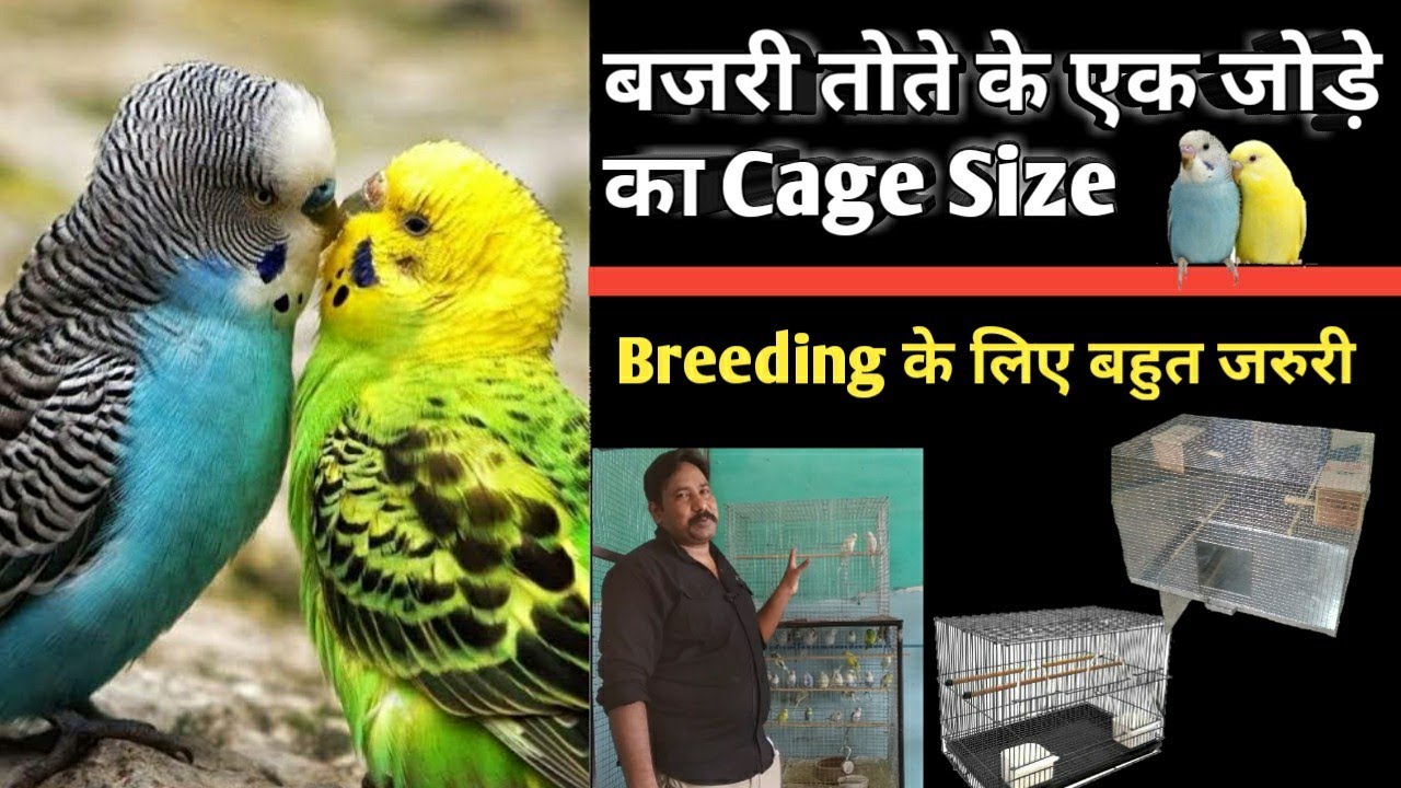 Parfect Cage Size For 1 Pair Australian Parrot || bajri totey ke 1 jode ka cage size kya hona cahiye