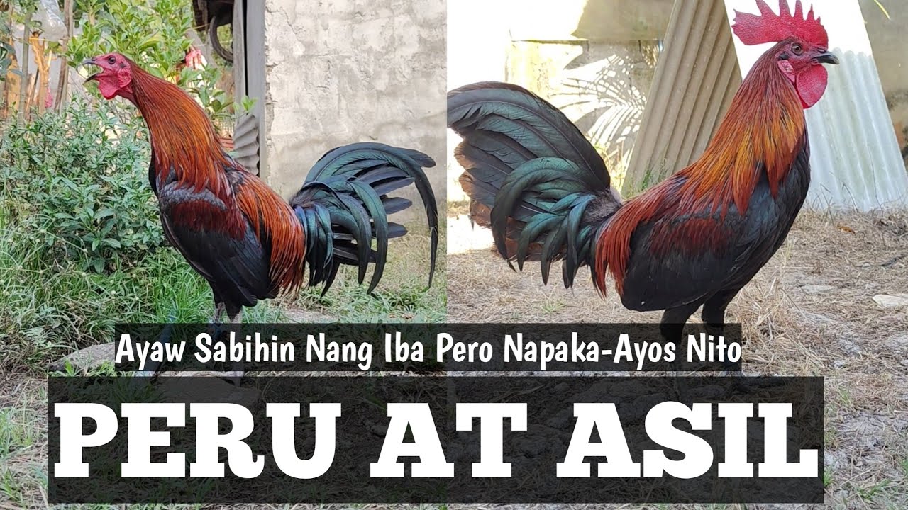Magpalit Ka Siguro ng Linyada Kapag Narinig Mo To | Magandang Crosses | Linyada ng Mamay