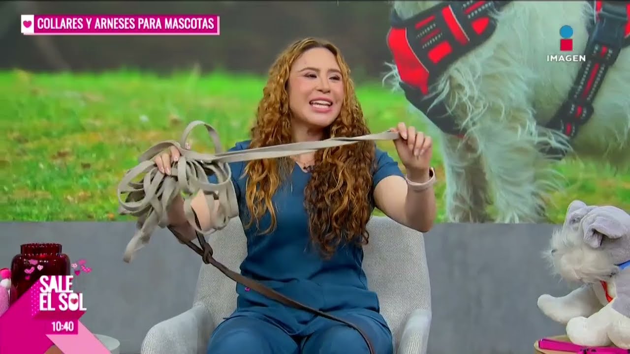 ¡Elige el mejor COLLAR y ARNÉS para tu perro con los tips de Naixe Santoscoy! | Sale el Sol