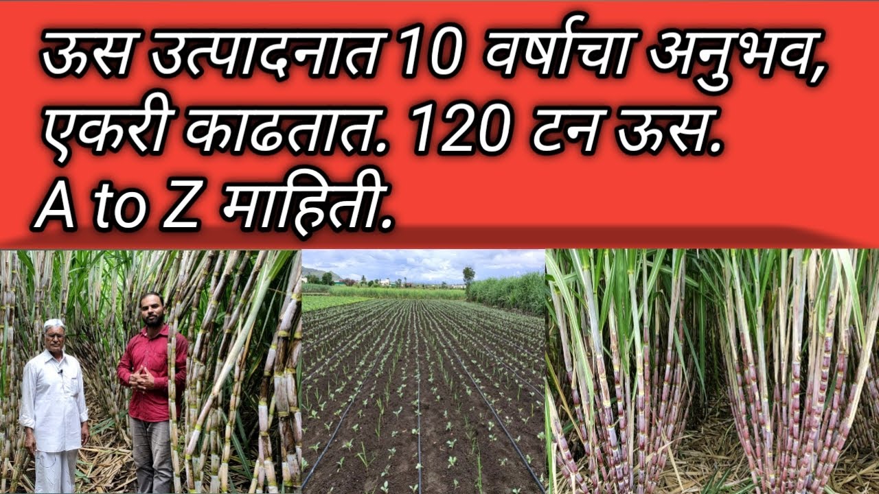 एकरी ऊस 120 टन,यांचा अनुभव खुप मोठा आहे.अशा प्रकारे करा नियोजन.  Sugarcane cultivation: