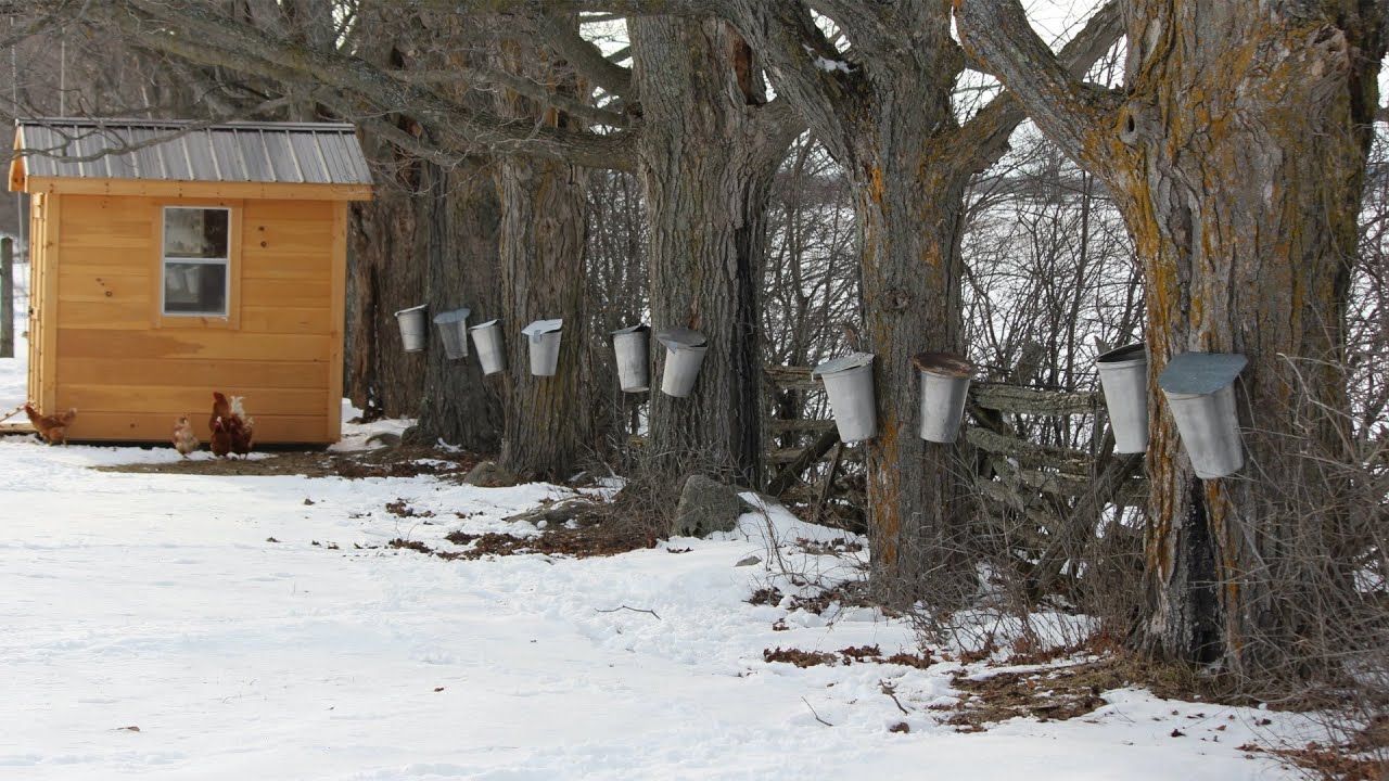 Tapping Maple Trees for Backyard Maple Syrup Making (and the Supplies you will need) ~ Part 1
