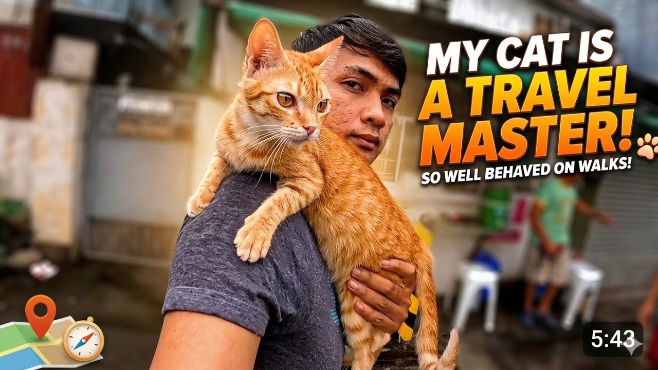 Only 10% of cats are like this.😻😍❤️