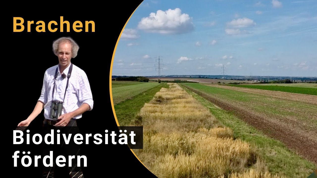 Biodiversit&auml;t f&ouml;rdern mit Brachen