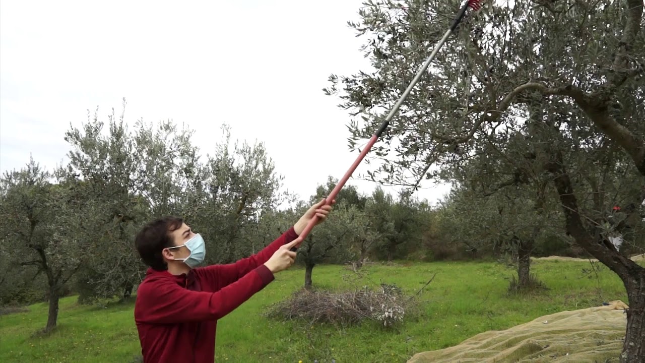 La raccolta delle olive con gli studenti dell' Istituto Agrario di Fabro