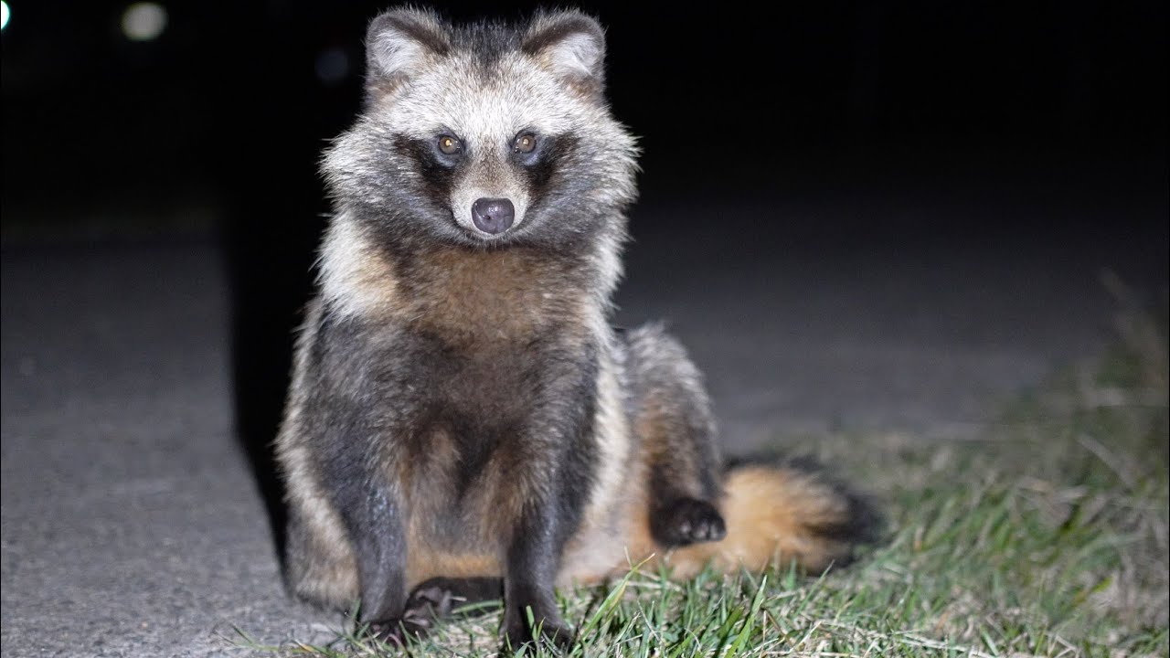 人もキツネもタヌキに翻弄された夜 A Night When Both People and Foxes Were Swept Up by the Raccoon Dogs