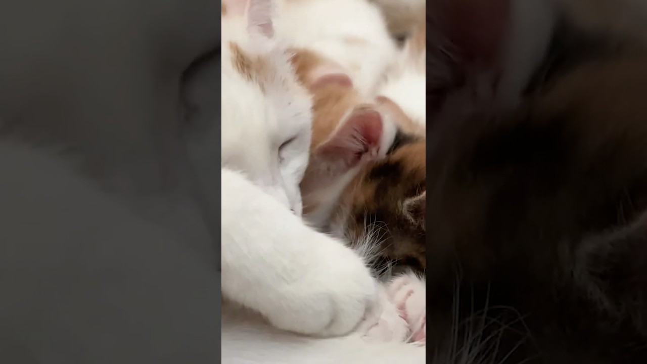 Micro Purr