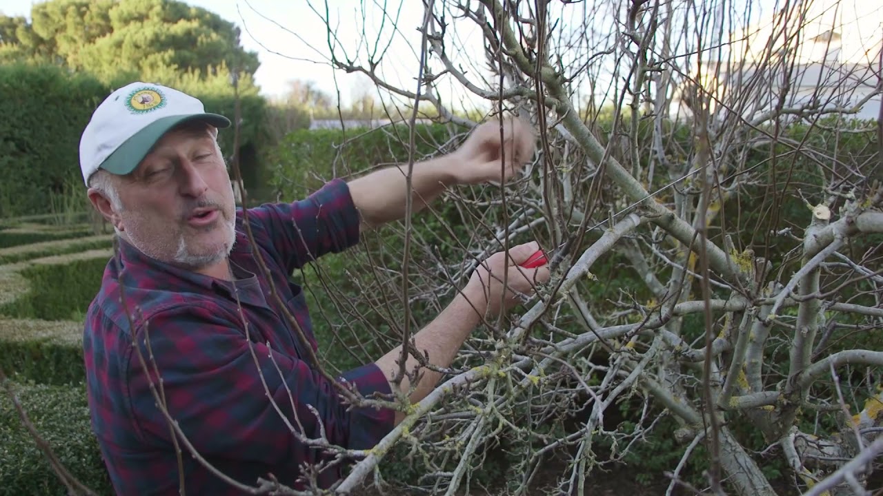 How to prune an advanced pear tree