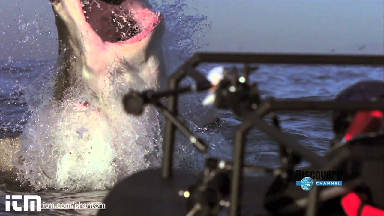 Shark Jump (FullHD)