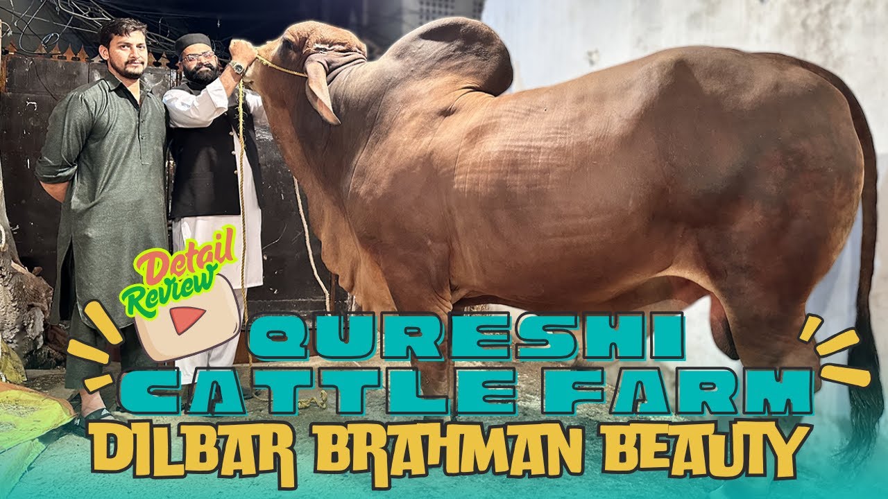 Dilbar American Brahman Brown Beauty Of Qureshi Cattle Farm #qurbani2025 #bakraeid #rawalpindi