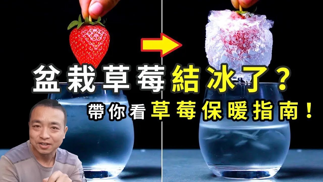 新年到，你给草莓穿新衣服了吗？带你看看低温、大雪里的草莓，分享草莓过冬诀窍！祝大家新年快乐！|Strawberry in pots|イチゴの鉢植え【手艺人飞羽】