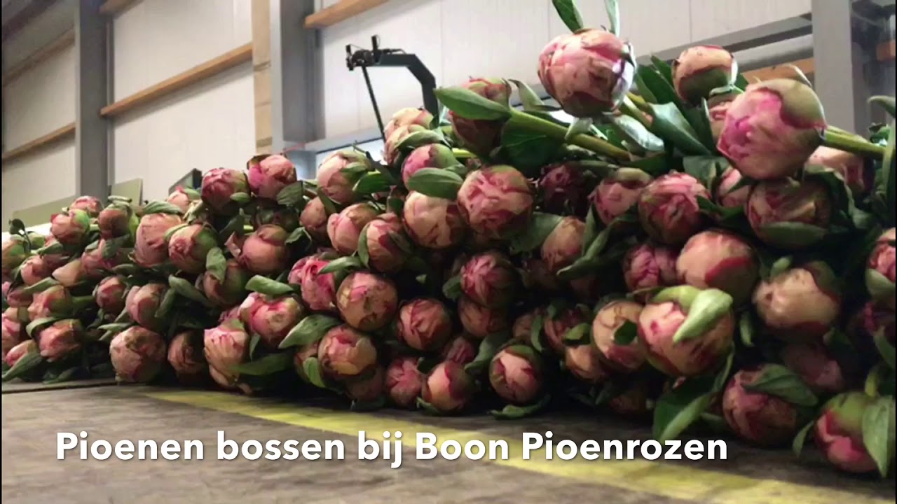 Pioenen bossen met de Quality Buncher 2.0 Zomerbloemen van Havatec
