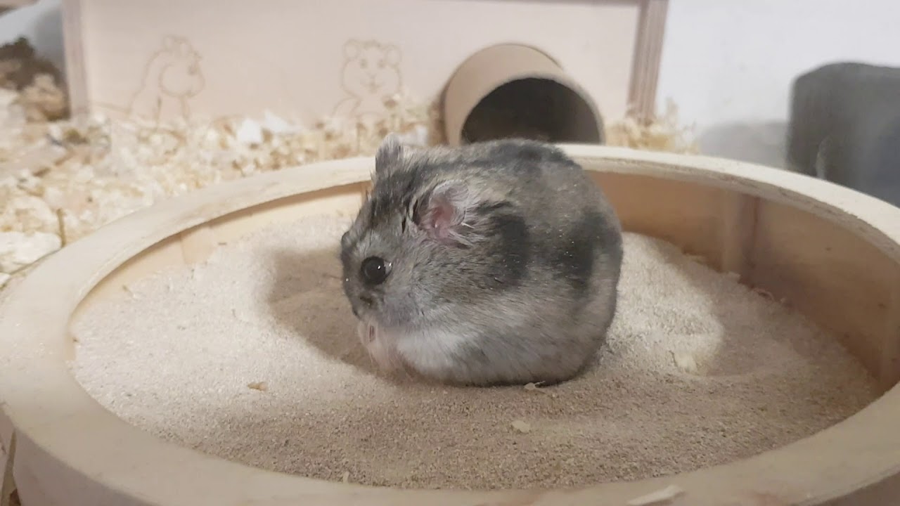 Hamster Rambo ist wach: streicheln, leckerlies und Sandbad