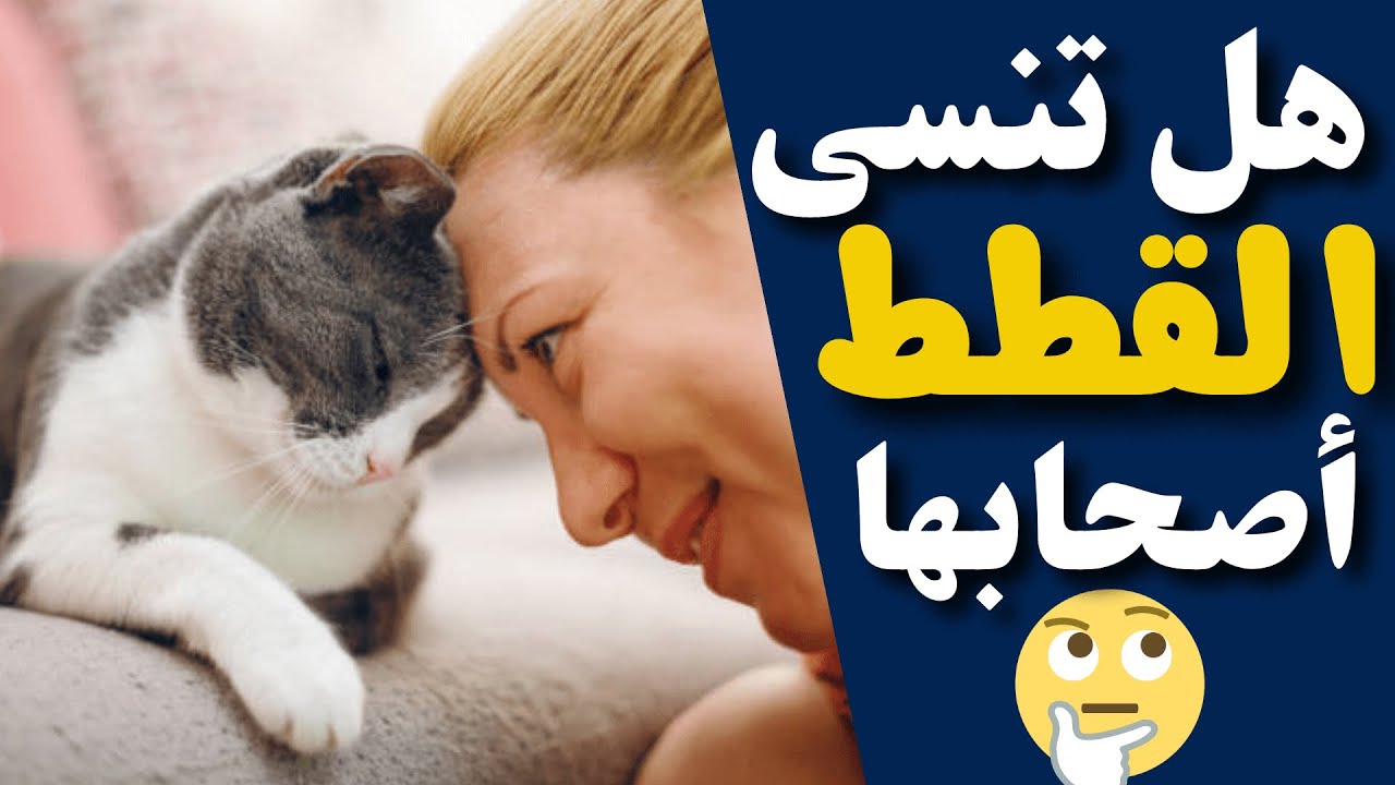 هل تشتاق القطط الى أصحابها_متى تنسى القطط أصحابها؟