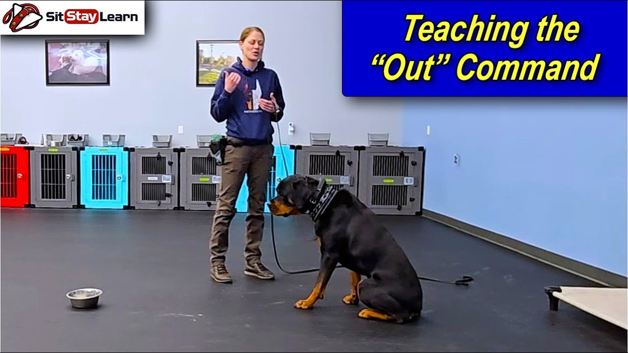 Dog Training - Teaching the Out Command Part 8