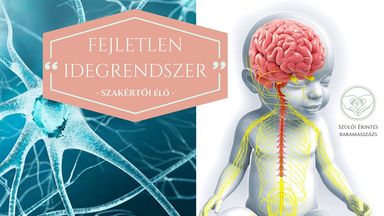 🧠FEJLETLEN IDEGRENDSZER BABÁKNÁL🧠