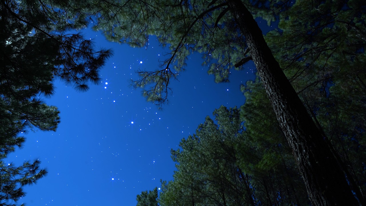 Crickets & Owl Under the Starry Night | Gentle Wind Through the Trees for Deep Sleep & Tranquility