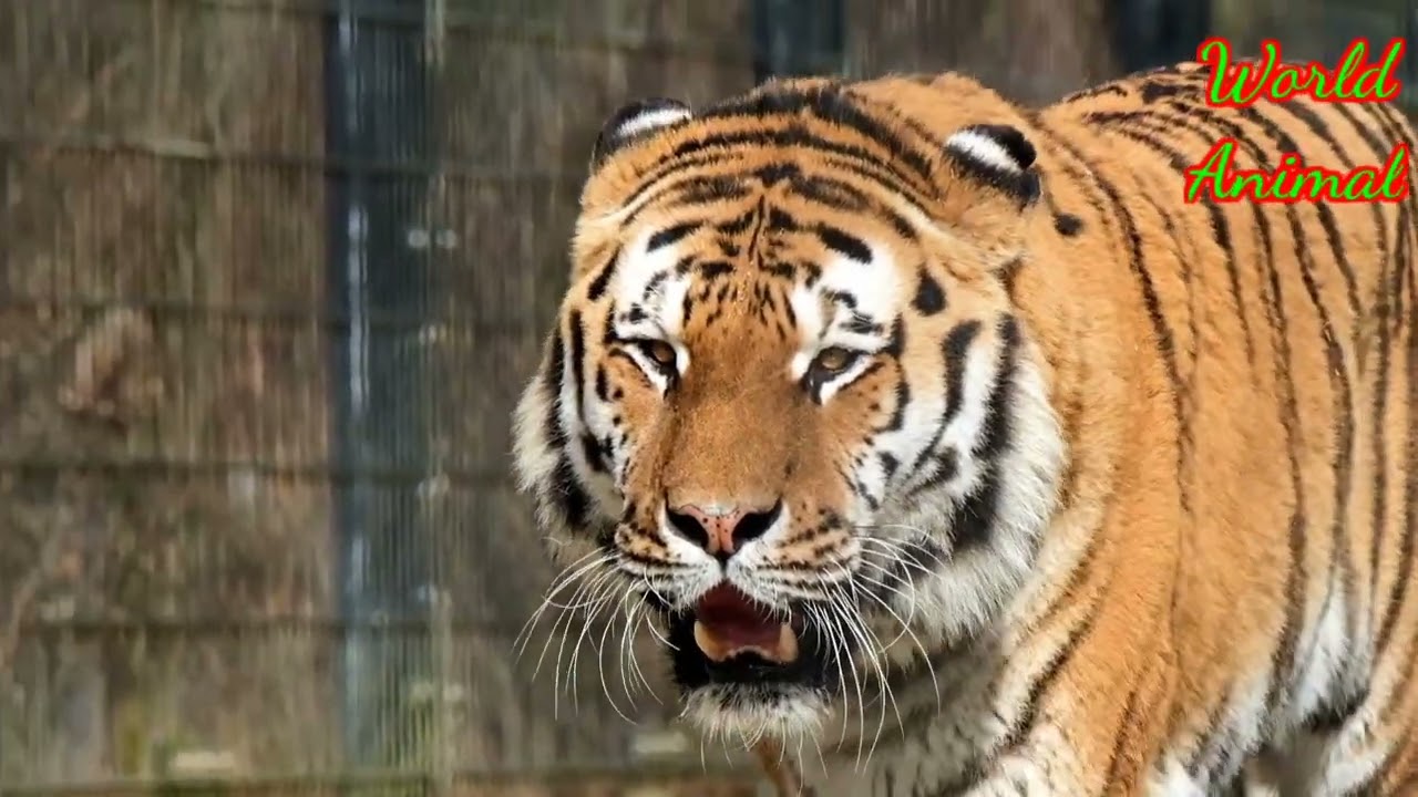 Discovery Animals Lion Video's#discoveredatverishop