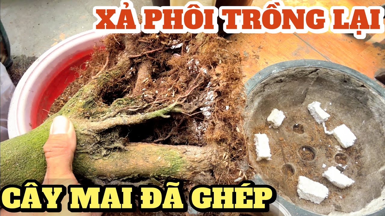 Xả phôi trồng lại CÁCH MỚI dùng phân TRÙN QUẾ của vườn mai Mạnh Hùng để ghép lại cây mai vàng bonsai