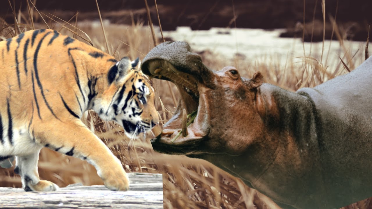 Tiger vs Hippo Fight [Siberian Tiger vs Hippo- animal battle]