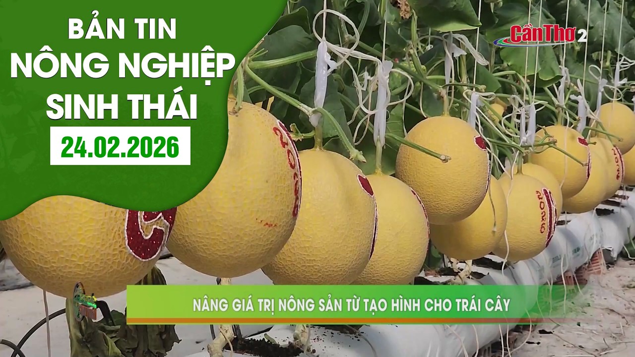 Nâng cao giá trị nông sản từ tạo hình cho trái cây | Nông nghiệp sinh thái | 24/02/2026 | NNST