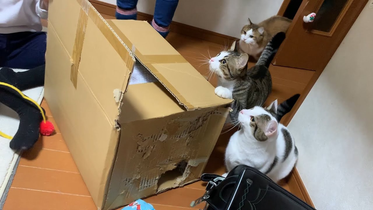 長い間、猫が寝ていた箱を開けてみました