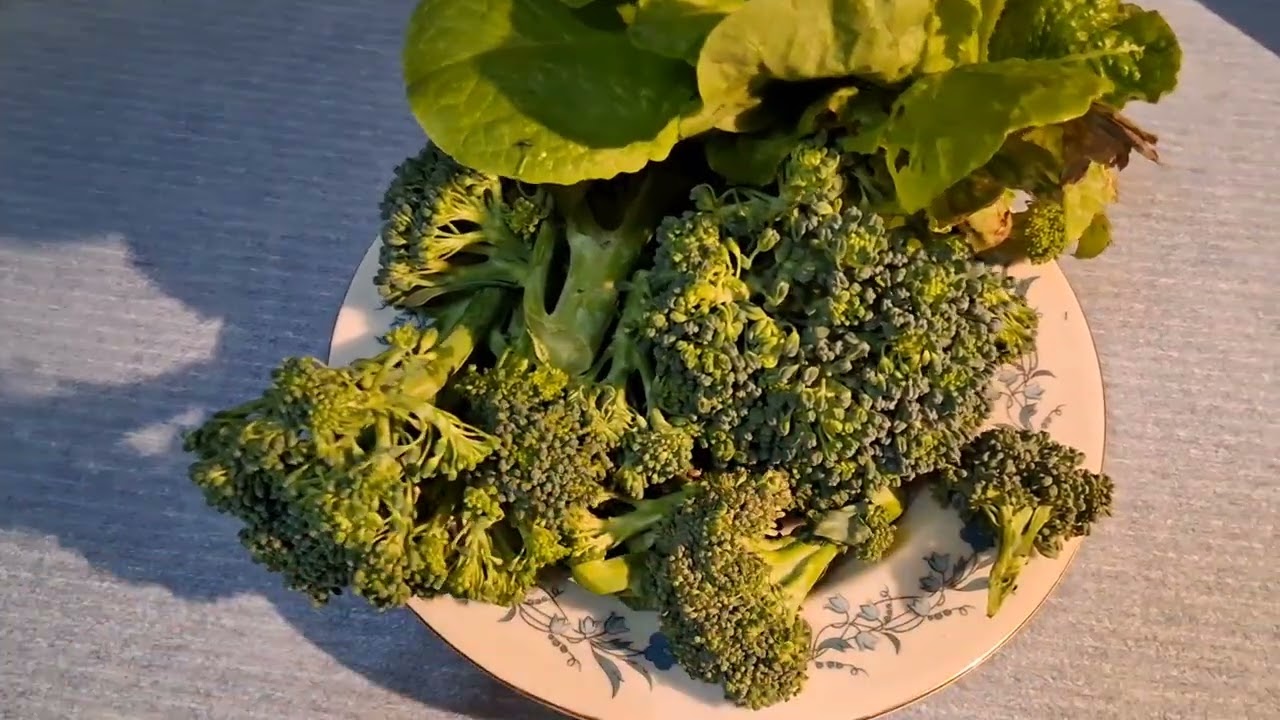 Garden Broccoli 🥦 and lettuce 😋!