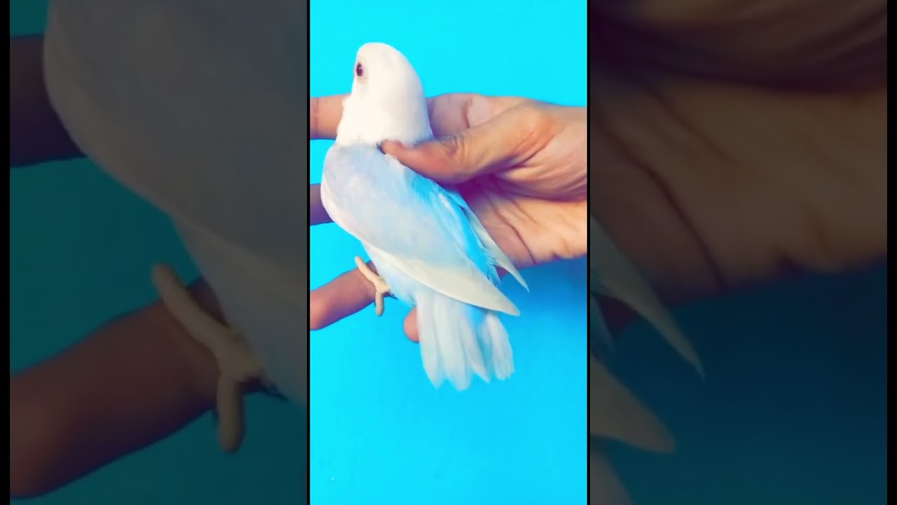 Blue Opline Pale Fellow 💙 Rare Mutation #lovebirds