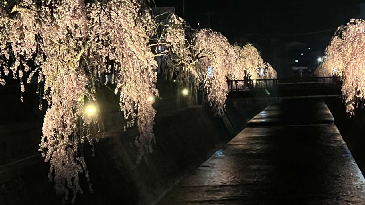 ［Sakura 追櫻計劃］天童市「倉津川」的夜櫻，日本山形県天童市市，Tendo Yamagata Japan 。大蔚阿昌（David Liao) ［日本東北旅行日記］