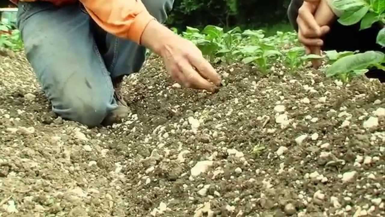 Le désherbage mécanique ou alternatif de la pomme de terre - Episode n°3