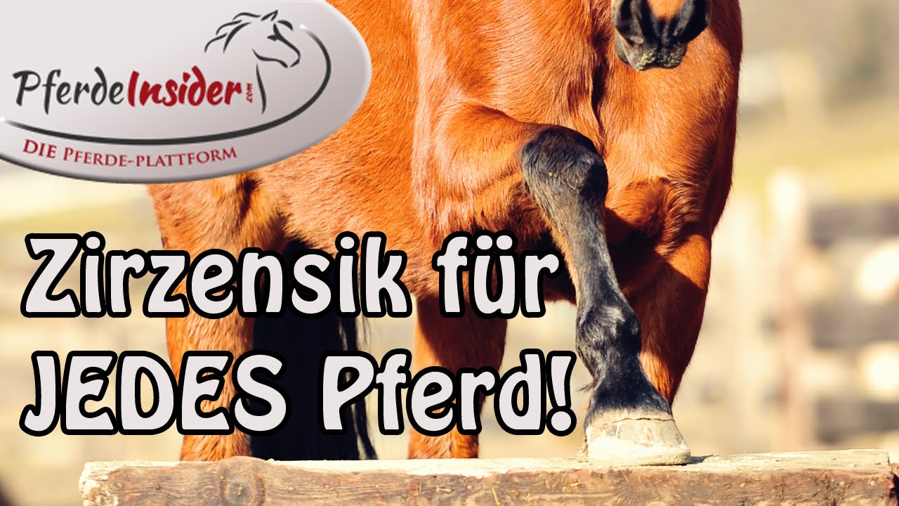 Zirzensische Gymnastik - Sinnvolles Training für JEDES Pferd🐎😍