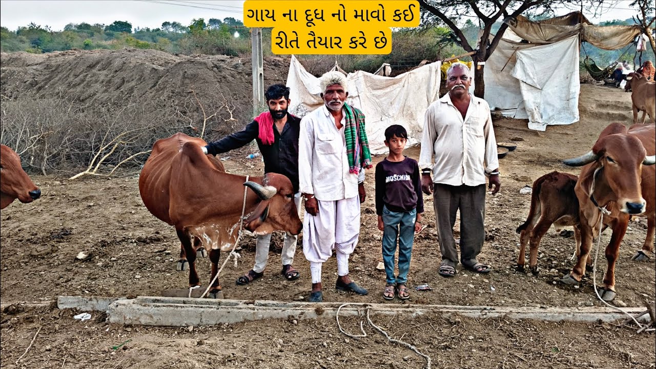 Vraj Gir Gaushala vlog