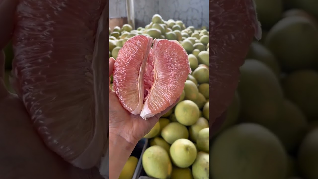 Trying this very sweet seedless pomelo #pomelo #pomelofruit #davao #davaofood #fruits #shortsfeed