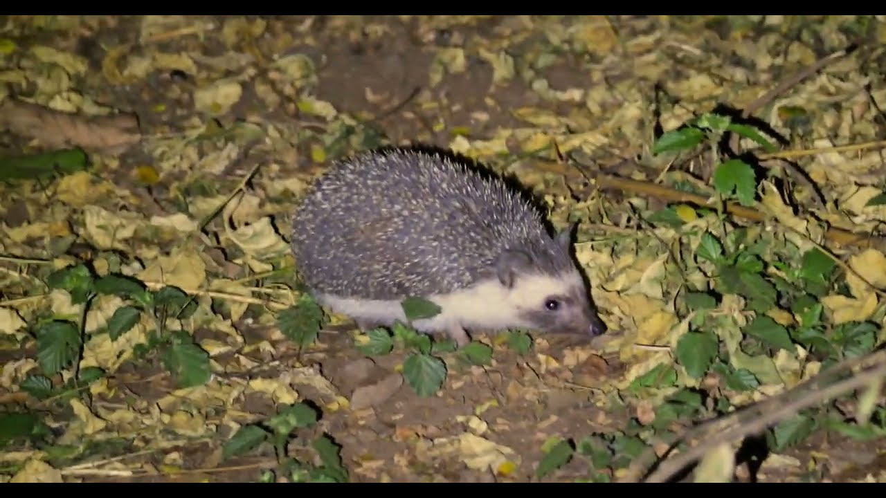 坦桑尼亞 白腹刺猬 Four-toed Hedgehog