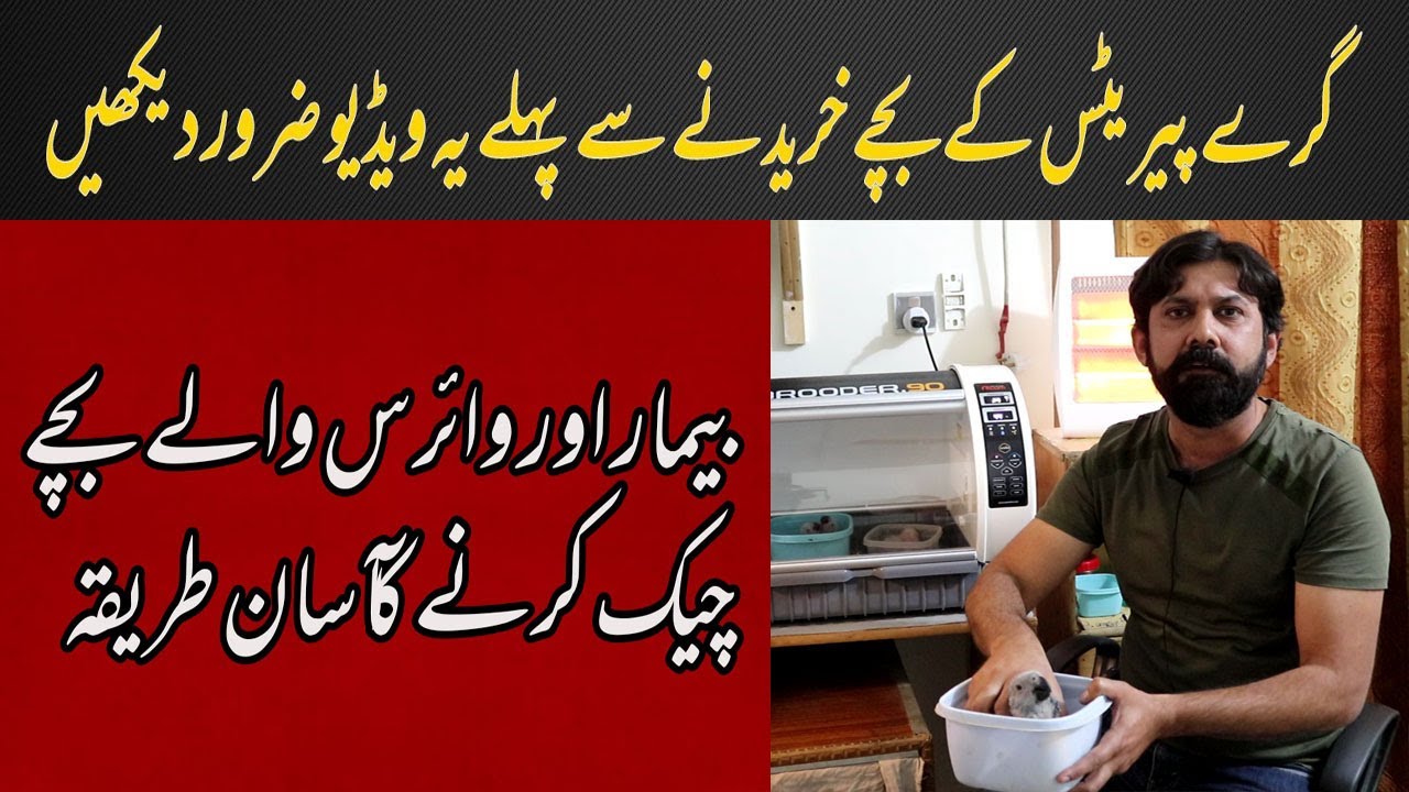How to Check African Grey Parrot Chick Health II By Farooq Rao II Multan Pakistan II Urdu/Hindi