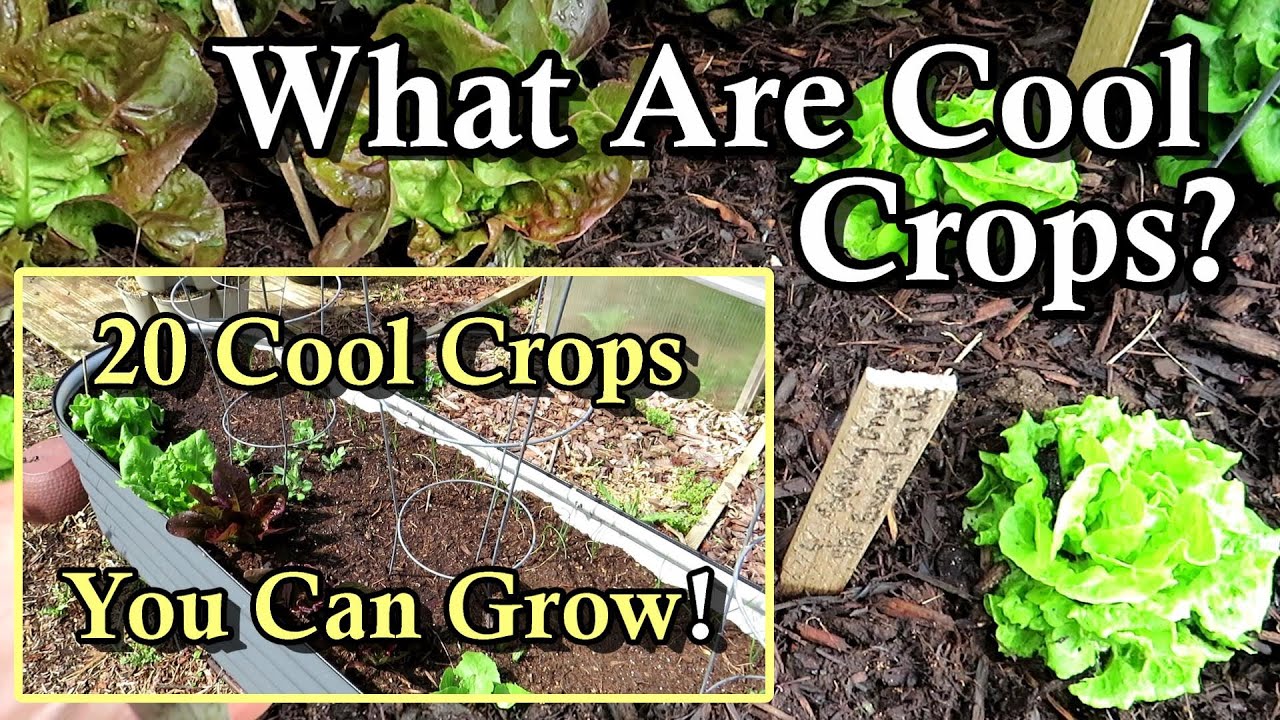 20 Cool Weather Crops You Can Easily Grow: What are 'Cool' Crops, When to Plant Them, Examples