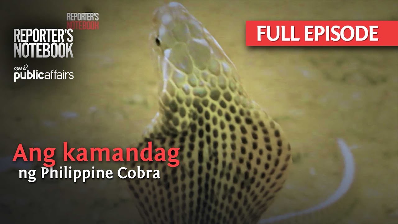 Ang kamandag ng Philippine Cobra (Full Episode) | Reporter's Notebook
