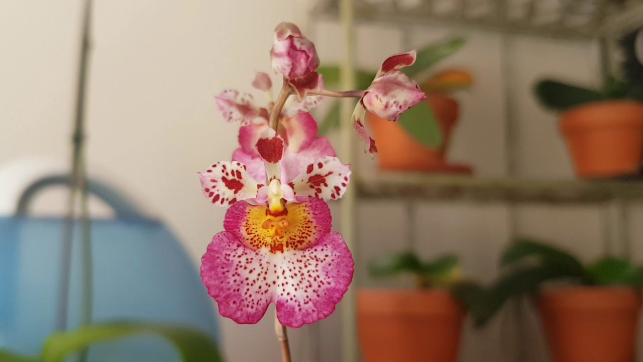 Tolumnia Orchids
