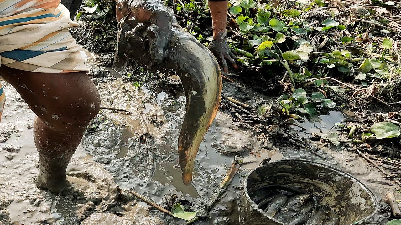 Caught a Lot of Fish After Straining The Water in The Bill । Traditional #Bill_Fishing_video